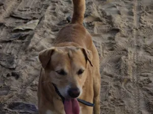 Cachorro raça SRD-ViraLata idade 4 anos nome Thor 