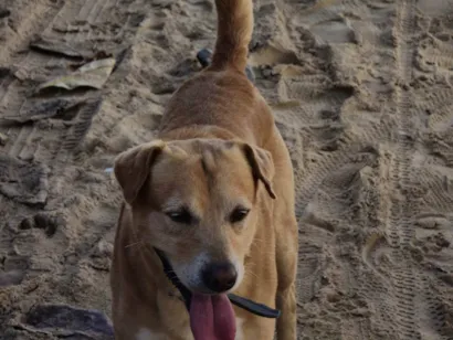 Cachorro raça SRD-ViraLata idade 4 anos nome Thor 