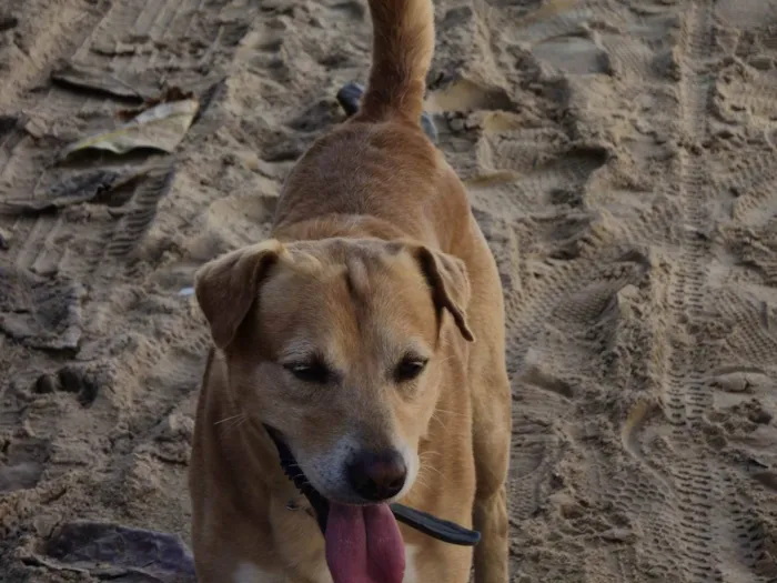 Cachorro ra a SRD-ViraLata idade 4 anos nome Thor 