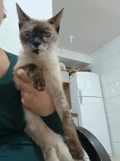 Gato raça SRD-ViraLata idade 1 ano nome Nina