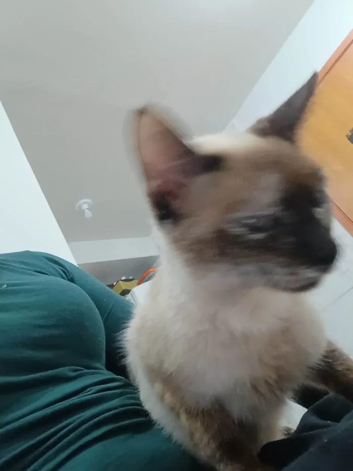 Gato ra a SRD-ViraLata idade 1 ano nome Nina