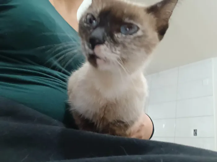 Gato ra a SRD-ViraLata idade 1 ano nome Nina