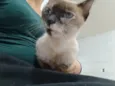 Nina