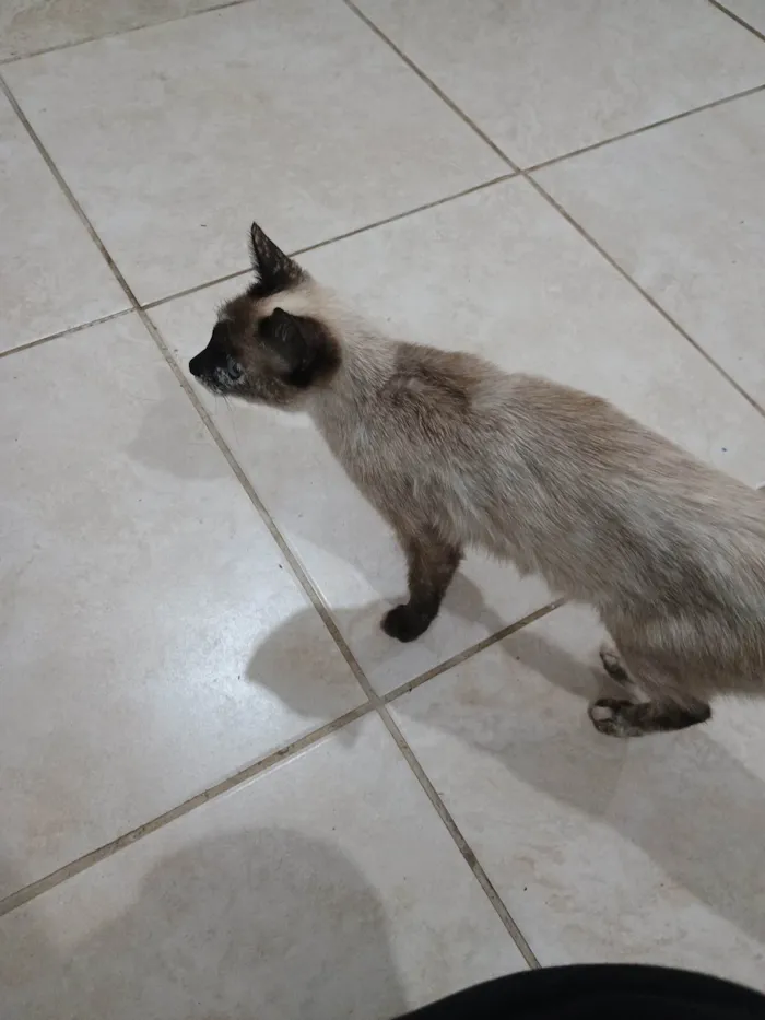 Gato ra a SRD-ViraLata idade 1 ano nome Nina