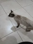 Nina