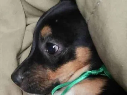 Cachorro raça SRD-ViraLata idade 2 a 6 meses nome Filhotes para adoção 