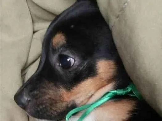 Cachorro ra a SRD-ViraLata idade 2 a 6 meses nome Filhotes para adoção 