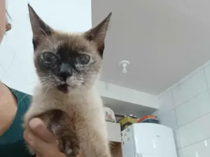 Gato raça SRD-ViraLata idade 1 ano nome Nina
