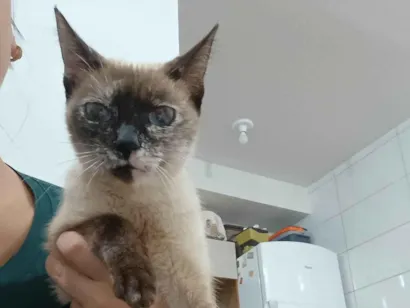 Gato raça SRD-ViraLata idade 1 ano nome Nina