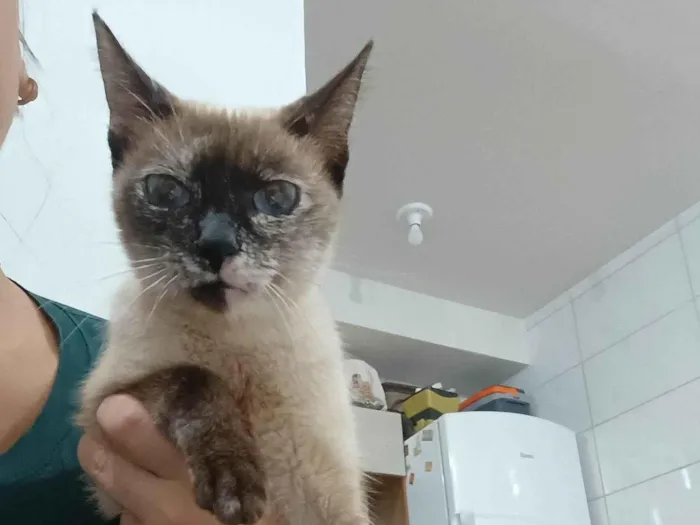 Gato ra a SRD-ViraLata idade 1 ano nome Nina