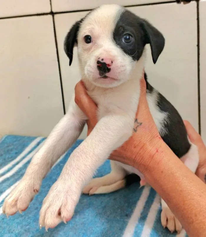 Cachorro ra a SRD-ViraLata idade Abaixo de 2 meses nome Martin