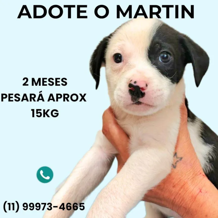 Cachorro ra a SRD-ViraLata idade Abaixo de 2 meses nome Martin