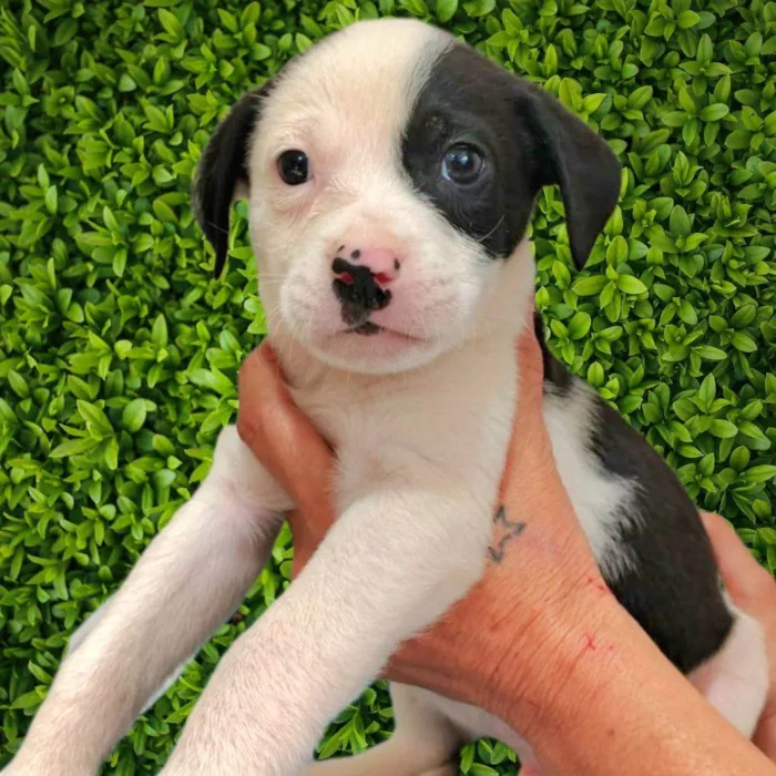 Cachorro ra a SRD-ViraLata idade Abaixo de 2 meses nome Martin