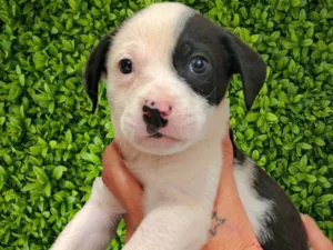 Cachorro raça SRD-ViraLata idade Abaixo de 2 meses nome Martin