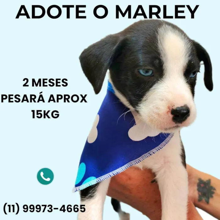 Cachorro ra a SRD-ViraLata idade Abaixo de 2 meses nome Marley