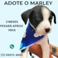 Marley