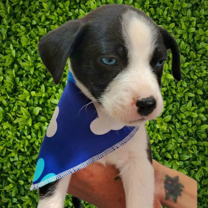 Cachorro ra a SRD-ViraLata idade Abaixo de 2 meses nome Marley