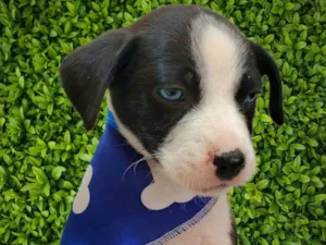 Cachorro raça SRD-ViraLata idade Abaixo de 2 meses nome Marley