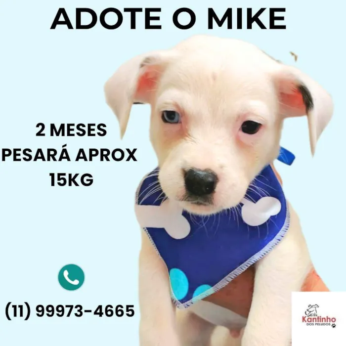 Cachorro ra a SRD-ViraLata idade Abaixo de 2 meses nome Mike