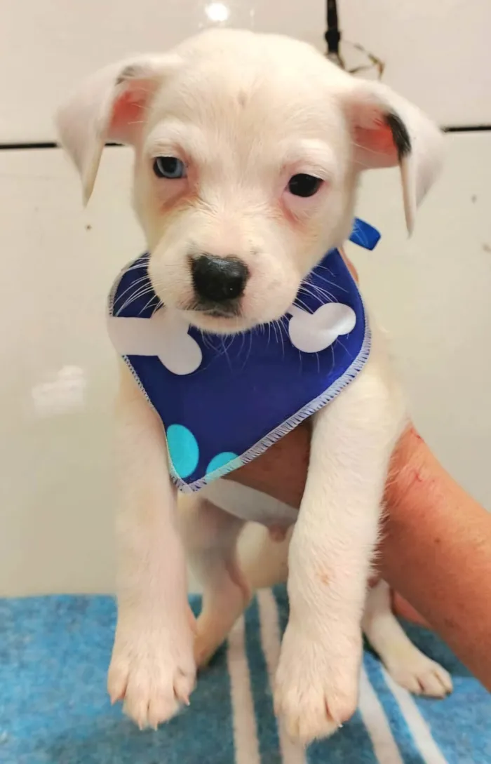 Cachorro ra a SRD-ViraLata idade Abaixo de 2 meses nome Mike