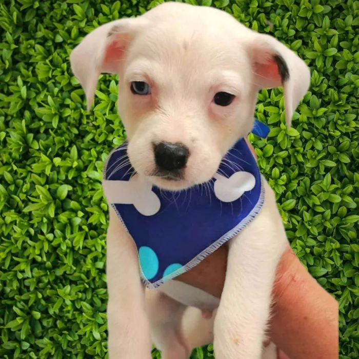 Cachorro ra a SRD-ViraLata idade Abaixo de 2 meses nome Mike