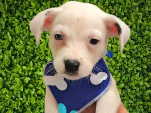 Cachorro raça SRD-ViraLata idade Abaixo de 2 meses nome Mike