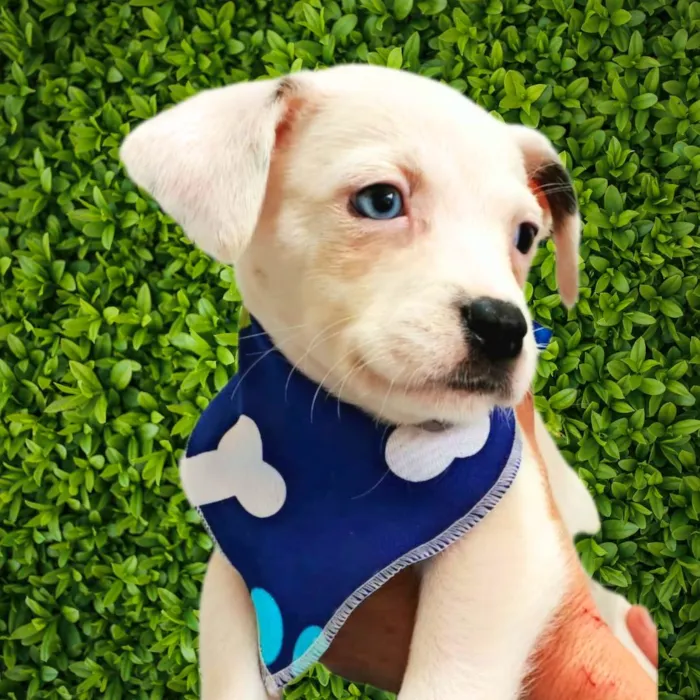 Cachorro ra a SRD-ViraLata idade Abaixo de 2 meses nome Miguel