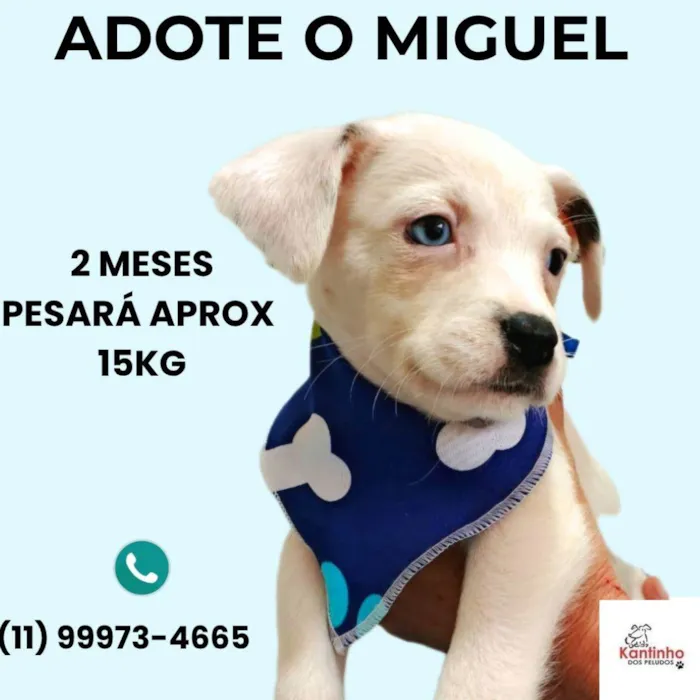 Cachorro ra a SRD-ViraLata idade Abaixo de 2 meses nome Miguel