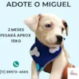 Miguel