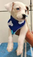 Miguel