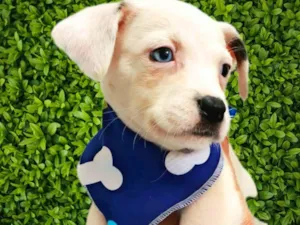 Cachorro raça SRD-ViraLata idade Abaixo de 2 meses nome Miguel