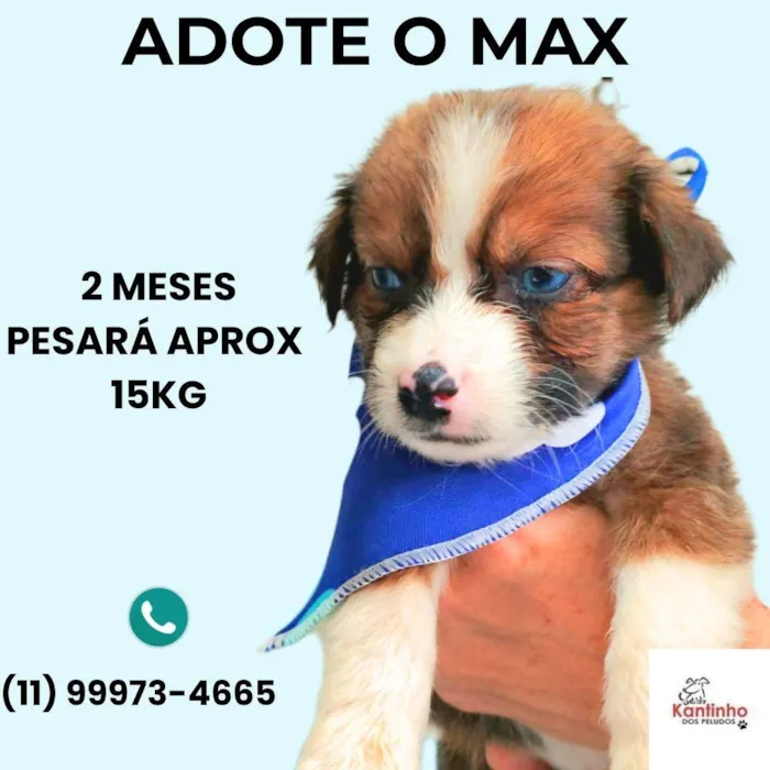 Cachorro ra a SRD-ViraLata idade Abaixo de 2 meses nome Max
