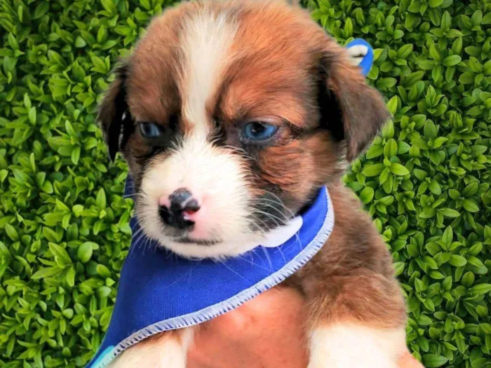 Cachorro ra a SRD-ViraLata idade Abaixo de 2 meses nome Max