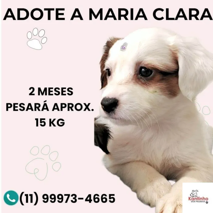Cachorro ra a SRD-ViraLata idade Abaixo de 2 meses nome Maria Clara