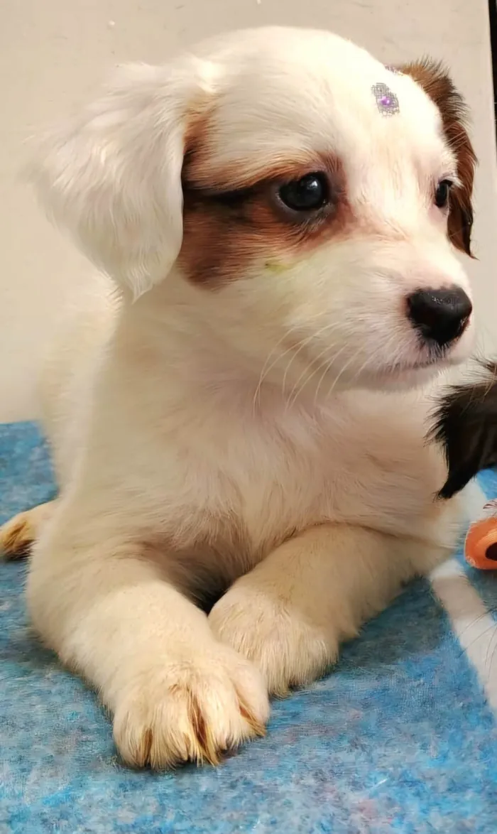 Cachorro ra a SRD-ViraLata idade Abaixo de 2 meses nome Maria Clara