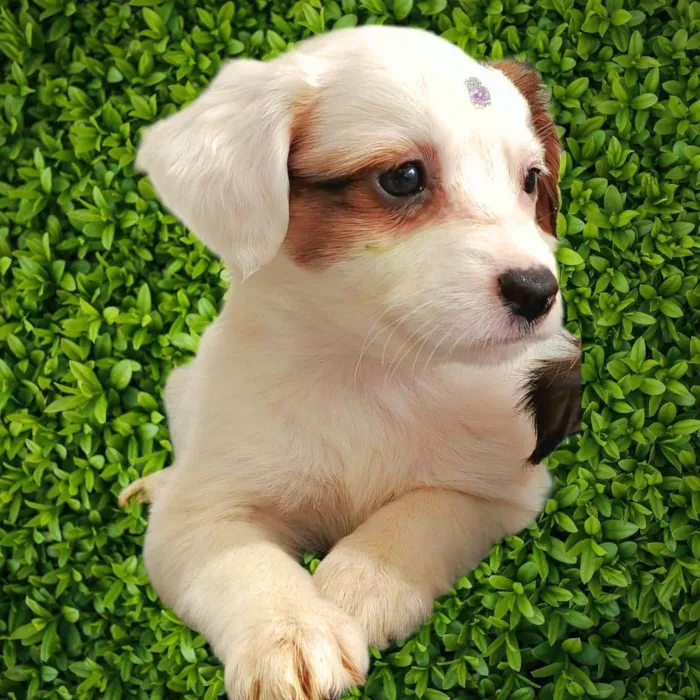 Cachorro ra a SRD-ViraLata idade Abaixo de 2 meses nome Maria Clara