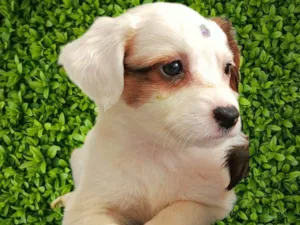 Cachorro raça SRD-ViraLata idade Abaixo de 2 meses nome Maria Clara