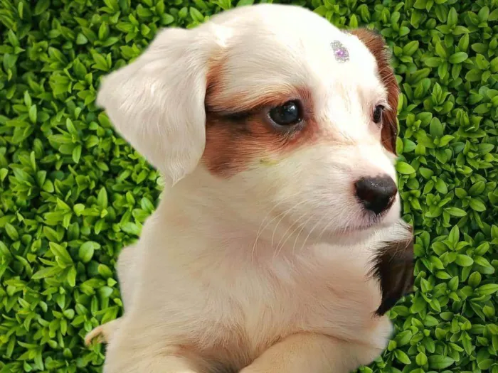 Cachorro ra a SRD-ViraLata idade Abaixo de 2 meses nome Maria Clara