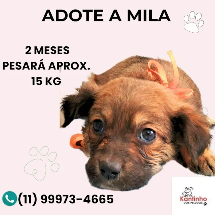Cachorro ra a SRD-ViraLata idade Abaixo de 2 meses nome Mila