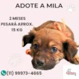 Mila