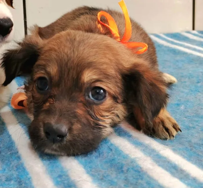 Cachorro ra a SRD-ViraLata idade Abaixo de 2 meses nome Mila