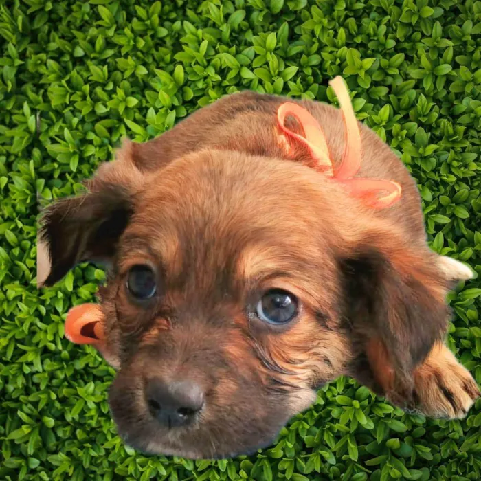Cachorro ra a SRD-ViraLata idade Abaixo de 2 meses nome Mila