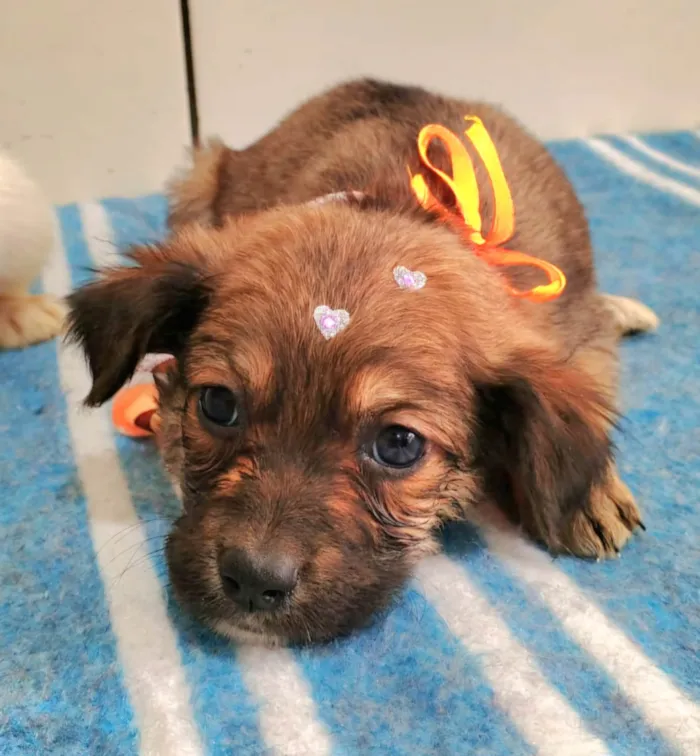 Cachorro ra a SRD-ViraLata idade Abaixo de 2 meses nome Mila