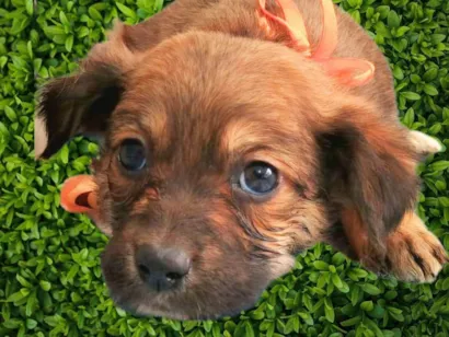 Cachorro raça SRD-ViraLata idade Abaixo de 2 meses nome Mila