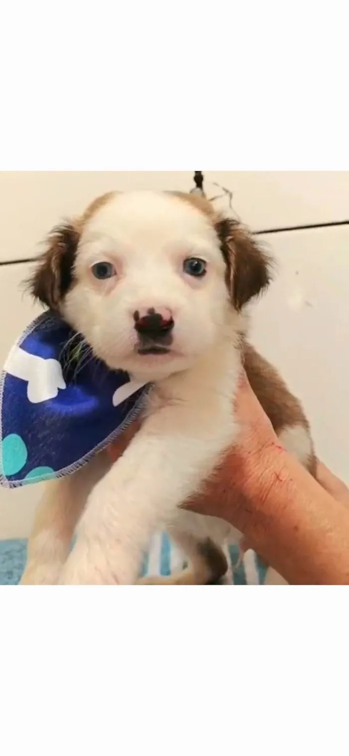 Cachorro ra a SRD-ViraLata idade Abaixo de 2 meses nome Matheus