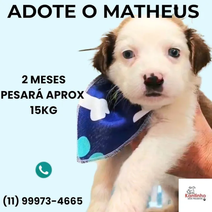 Cachorro ra a SRD-ViraLata idade Abaixo de 2 meses nome Matheus