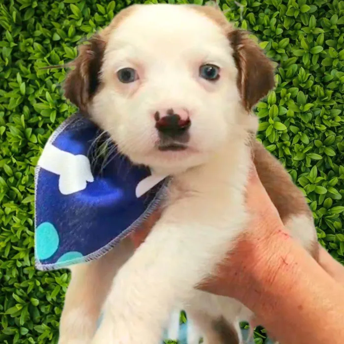 Cachorro ra a SRD-ViraLata idade Abaixo de 2 meses nome Matheus