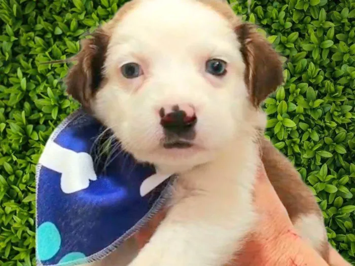 Cachorro ra a SRD-ViraLata idade Abaixo de 2 meses nome Matheus