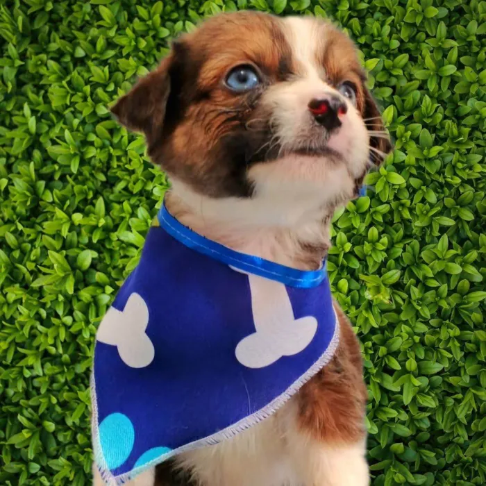 Cachorro ra a SRD-ViraLata idade Abaixo de 2 meses nome Max