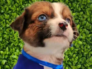 Cachorro raça SRD-ViraLata idade Abaixo de 2 meses nome Max
